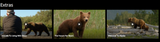 Disneynature Bears HD Digital Code (Redeems in Movies Anywhere; HDX Vudu & HD iTunes & HD Google TV Transfer From Movies Anywhere)